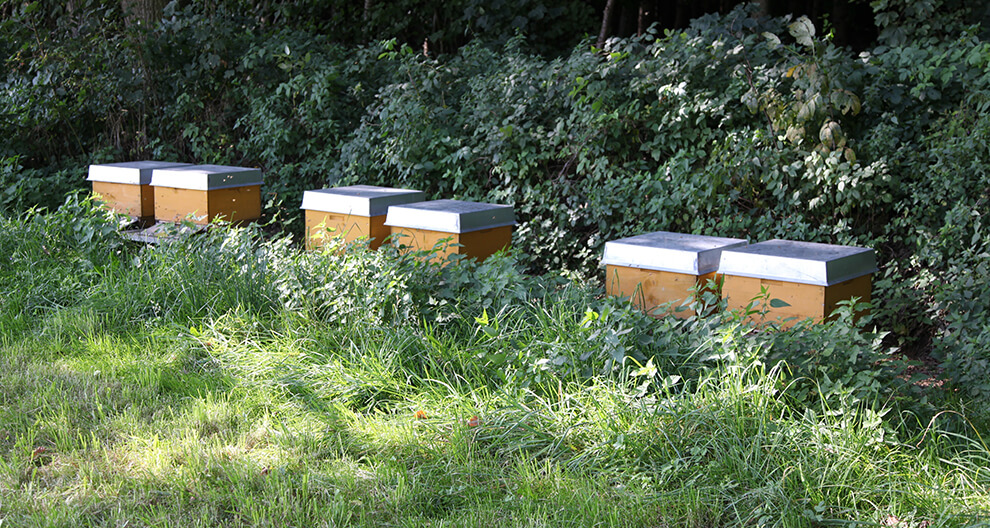 Three beehives are placed in a grassy area surrounded by green foliage.
